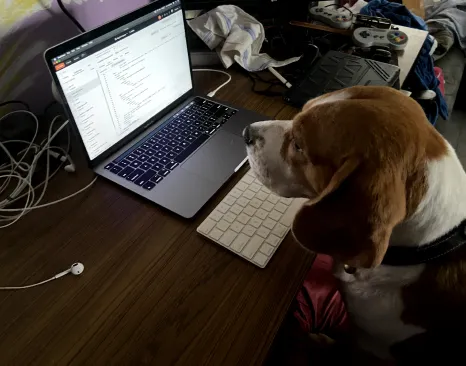 A beagle sitting next to a laptop and keyboard on a wooden desk.