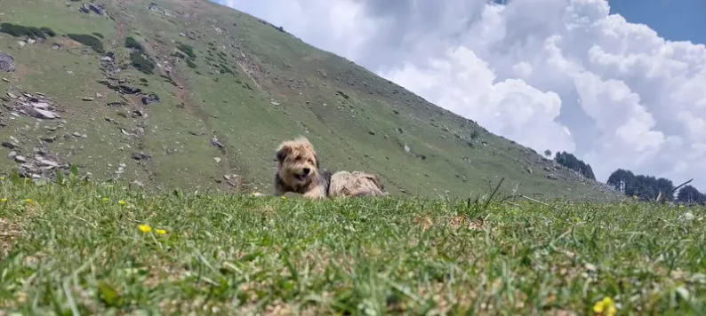 A dog lying in a green mountain meadow under a cloudy sky.