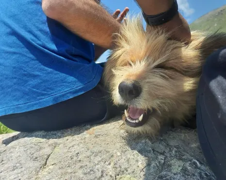 A scruffy dog on a rock, being scratched by someone in a blue shirt.